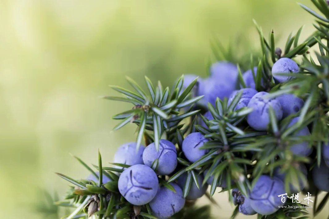 為什么要用金酒為基酒來調(diào)雞尾酒？那是因?yàn)榻鹁朴羞@些原料